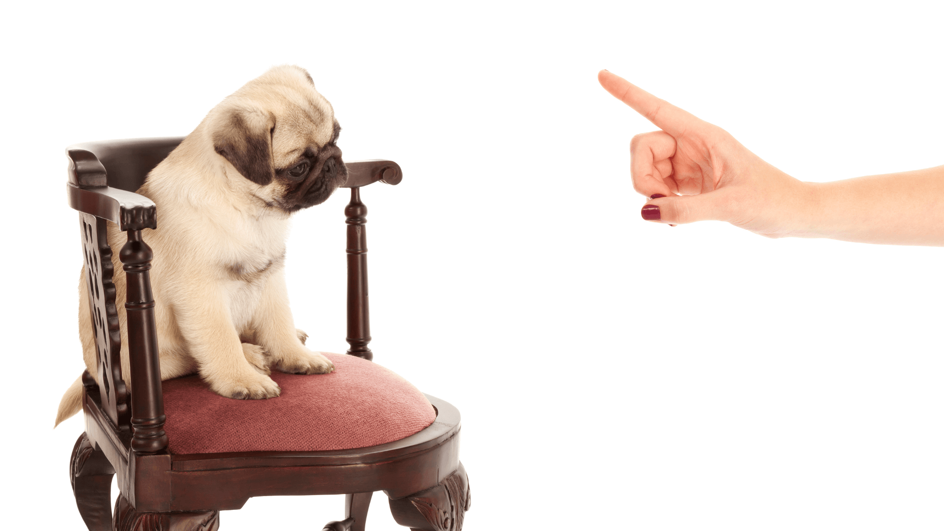 Person telling off a dog